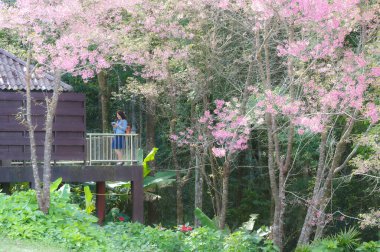 Klasik fotoğraf makinesi kullanan genç, güzel Asyalı bir gezgin. Bahar kiraz çiçeklerinin ortasında gülümseyen bir mutlu fotoğraf çek. Seyahat yaşam tarzı, dünya gezgini, Asya seyahat fikri..