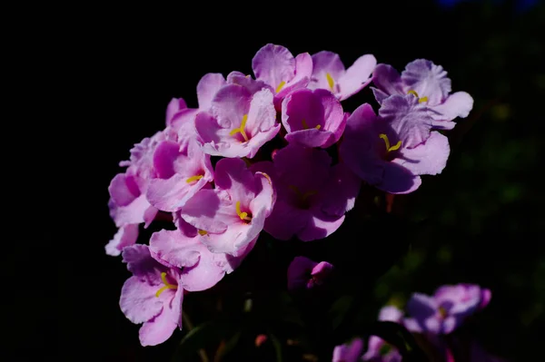 Półalpejskie Towarzystwo Roślin Różowe Dzikie Kwiaty Różowe Pim Jai Doi — Zdjęcie stockowe