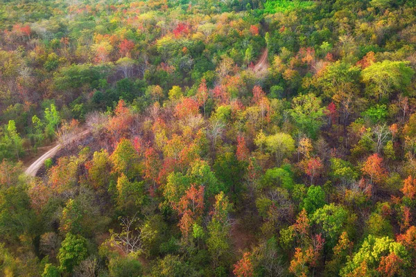 Aerial View Dense Forest Autumn Autumn Leaves Forest Pangpuai Maemoh — Stock Photo, Image