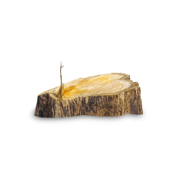 잘려나간 나무의 그루터기인 배경에 고립된 나무의 그루터기 — 스톡 사진