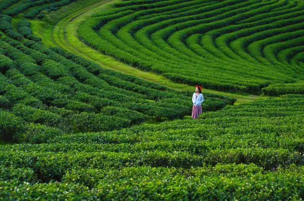 Asien Frauen Betrachten Die Ansicht Choui Fong Teeplantage Aussichtspunkt Teeplantage — Stockfoto
