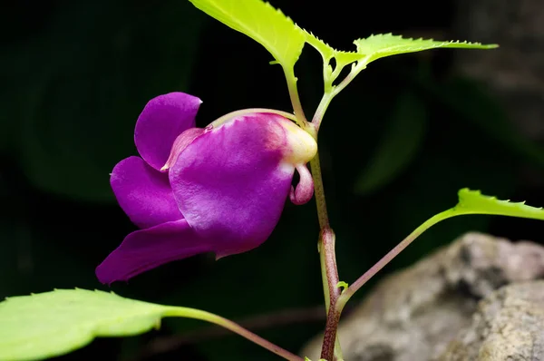 美容はPsittacina Parrot花で土井ルアンパダオ山 チェンマイ — ストック写真
