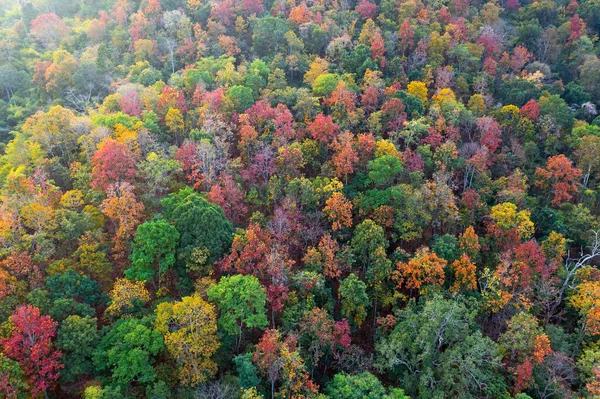 Aerial View Thick Forest Autumn Colorful Forest Autumn Foliage — Stock Photo, Image
