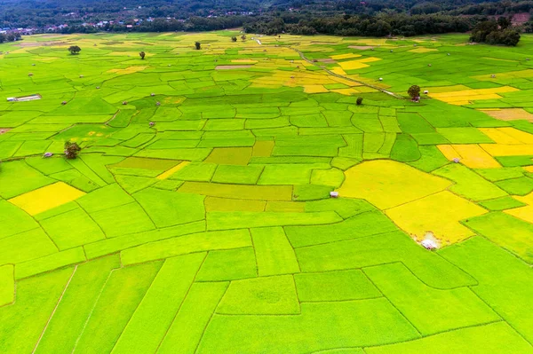 Vista Aérea Dos Campos Arroz Serem Colhidos Província Nan Tailândia — Fotografia de Stock