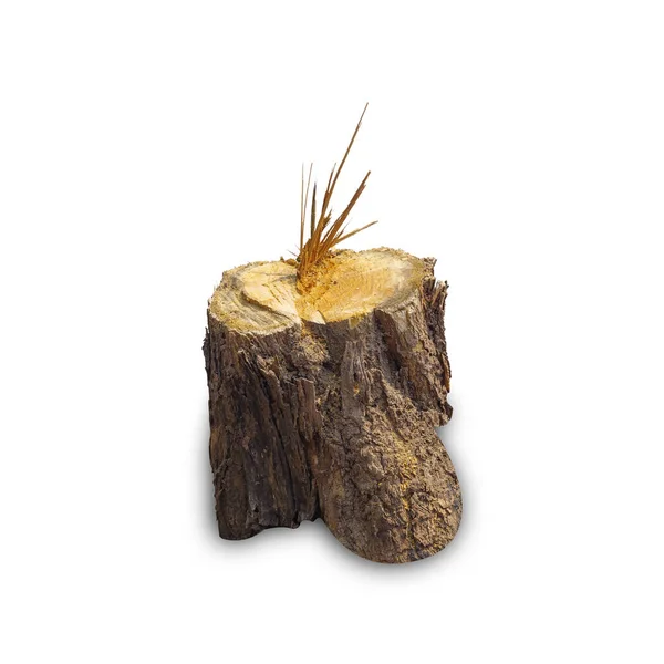 Teak Stump Isolated White Background Clipping Path Stump Teak Tree — Stock Photo, Image
