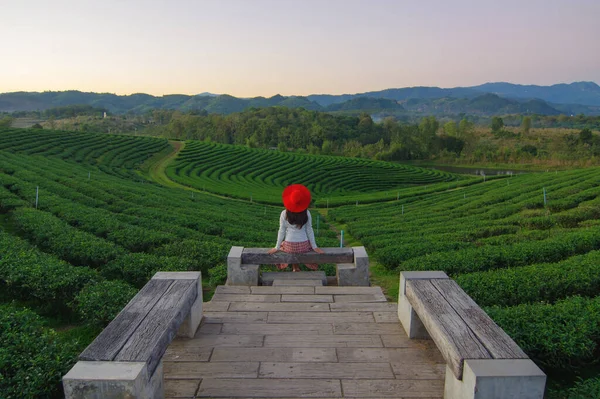Азия Женщины Рассматривающие Вид Чайная Плантация Choui Fong Чайная Плантация Стоковое Фото