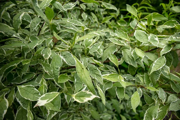 Young Green Leaves Cornus Alba Red Barked White Siberian Dogwood —  Fotos de Stock