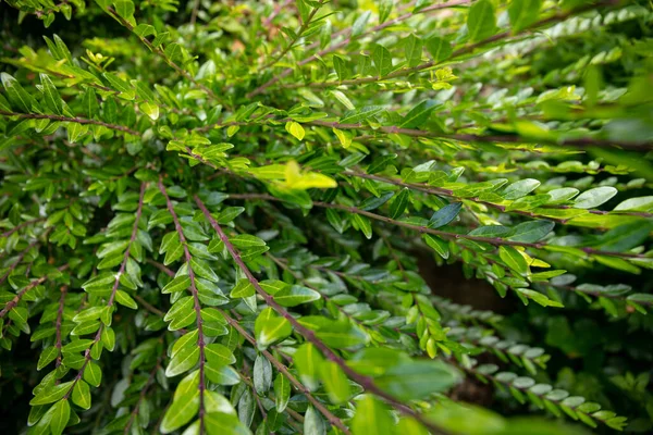 Close Green Leaves Mousetail Plant Myrtle Leaf Leaf Flower — Stock fotografie