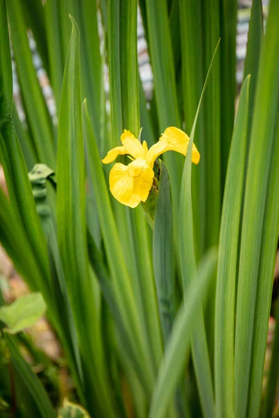 Yellow Beautiful Flower Iris Pseudacorus Species Flowering Plant Family Iridaceae — Stock fotografie