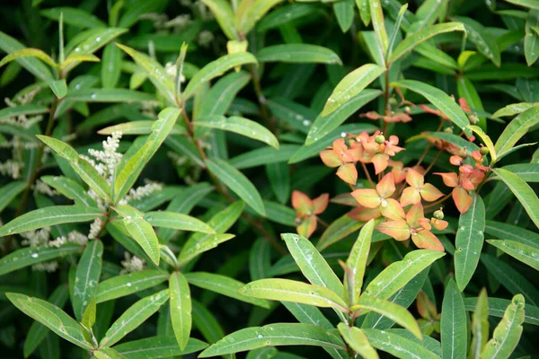 Green Red Leaves Spurge Goatsbeard Plant — kuvapankkivalokuva