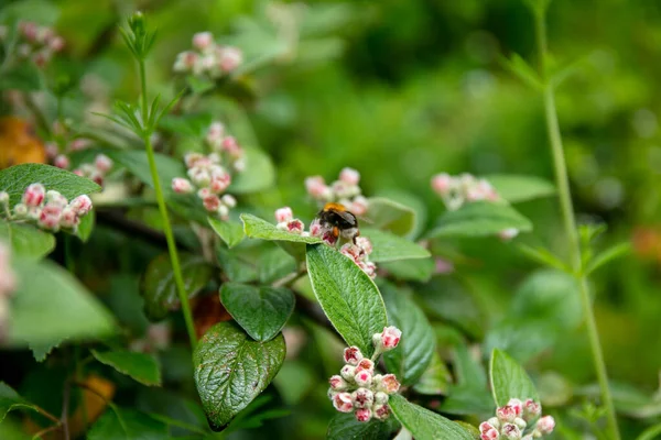 Bumblebee Taking Nectar White Little Flowers Green Leaves Cotoneaster Franchetii — стоковое фото