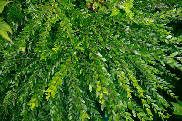 Close Green Leaves Mousetail Plant Myrtle Leaf Leaf Flower —  Fotos de Stock