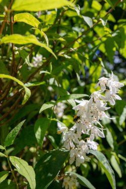 White wild flowers of Deutzia
