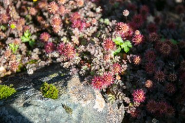 Close-up of group of Glaucous Pirri-Pirri-Bur, Acaena caesiiglauca
