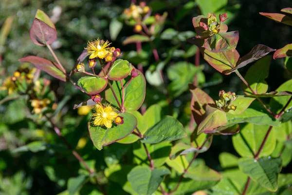 Close Yellow Flowers Tutsan Sunny Sunlight — стоковое фото