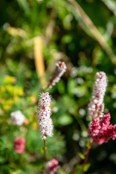 Close Pink White Flowers Himalayan Bistort Bistorta Affinis — Stock Photo, Image