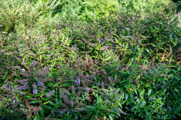 Plant Purple Flower Hebe Salicifolia — стоковое фото