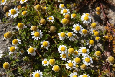 Papağanlar, Yarrolar ve Müttefik Kabile Antemiteleri.