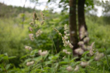 Orchard Grass 'ın kır çiçeği, Dactylis glomerata, Poeae kabilesi