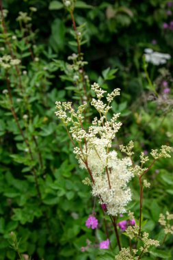 Beyaz kır çiçeği Meadowsweet (Filipendula ulmaria )