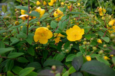 Hypericum patulum. Sarı altın kupa çiçekleri St. John otları ya da sarı camiler