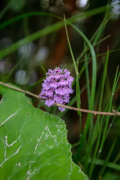 ヒース スポット オーキッドのピンクの野花 Dactylorhiza Maculata — ストック写真