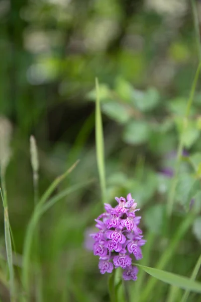 Růžový Květ Vřesovcové Skvrnité Orchideje Dactylorhiza Maculata — Stock fotografie