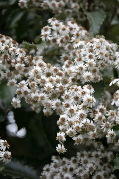 白花植物ニュージーランドホリー オレリア マクロドンタ ベイカー — ストック写真