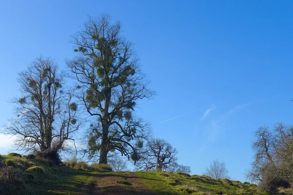 Mavi Gökyüzü Ile Viscum Albüm Ağacının Görüntüsü — Stok fotoğraf
