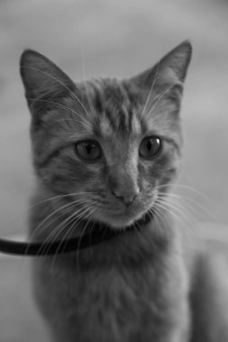 Yukarıdan Genç Tekir Kedi portresi