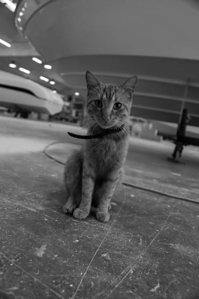 Νεαρή Κόκκινη Γάτα Μέσα Ένα Ναυπηγείο Σκάφος Υπό Κατασκευή Στο — Φωτογραφία Αρχείου
