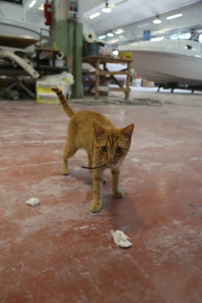 Jonge Rode Kat Een Scheepswerf Met Boot Aanbouw Achtergrond — Stockfoto