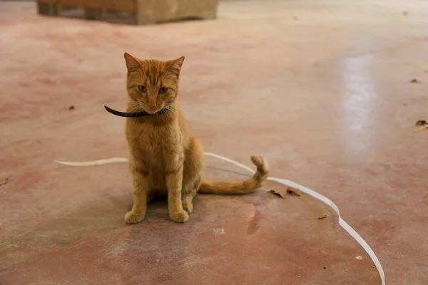 Genç Kırmızı Kedi Yakın Plan Portresi — Stok fotoğraf