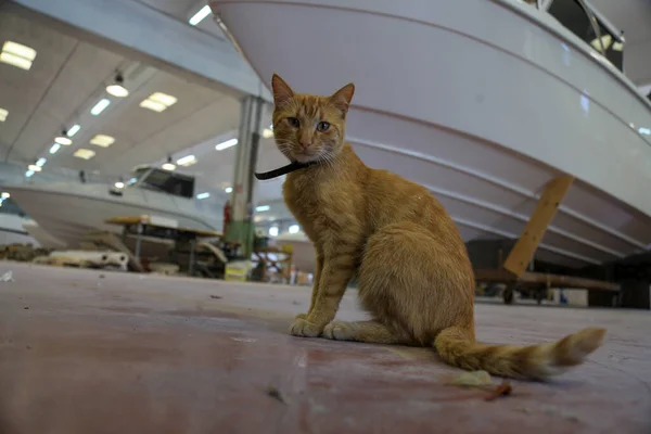 Jovem Gato Vermelho Dentro Estaleiro Com Barco Construção Fundo — Fotografia de Stock