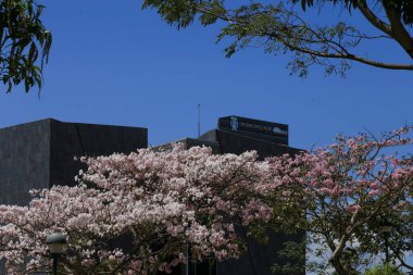 Pembe Poui (Tabebuia rosea), merdivenlerin önünde ağaç gölgesinde şekerleme yapan bir insanla birlikte tropikal ağaç.