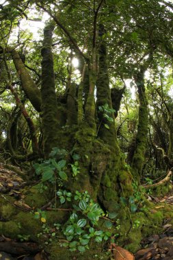 Kostarik Ormanı 'nın geniş açılı görüntüsü