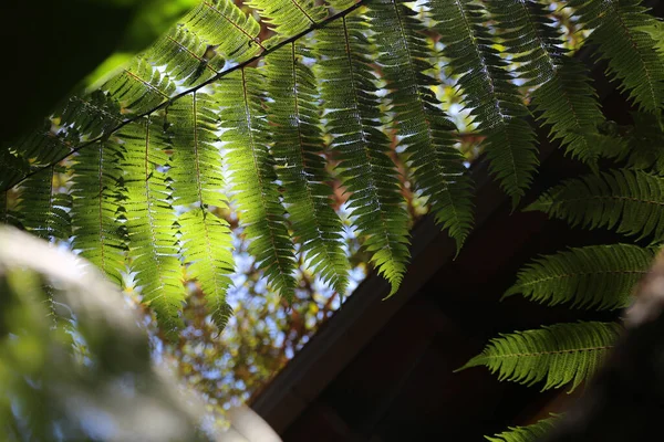 Detailní Záběr Tropickou Kapradinu Deštném Pralese Leptosporangiate Ferns Podtřída Polypodiidae — Stock fotografie