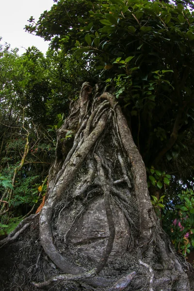 플로리다 스트랭글러 Ficus Aurea 뿌리의 — 스톡 사진