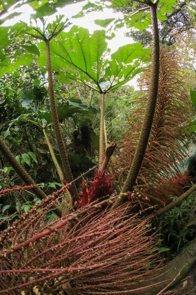 Flor Tropical Gunnera Insignis Membro Classe Dicots Magnoliopsida Planta Costarica — Fotografia de Stock