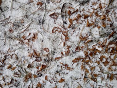 Kardaki kuru yaprakların doğal dokusu