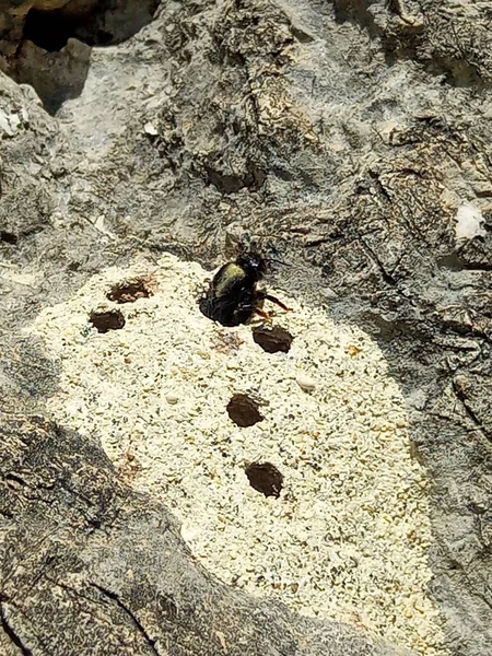 Large Carpenter Bees Genus Xylocopa Making Nest Ground — Stock Fotó