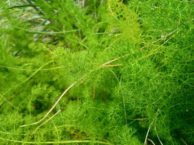 Havuç Ailesi Apiaceae 'nin yeşil bitki Elaeoselinum asclepiuma üyesi