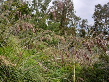 Ampelodesmos grass & reeds. uncultivated field