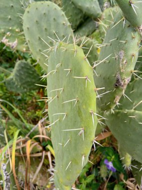 Indian Fig Opuntia - Opuntia ficus-indica