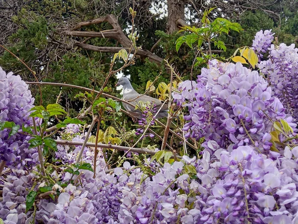 Chinese Wisteria Wisteria Sinensis Pigeon — Foto de Stock