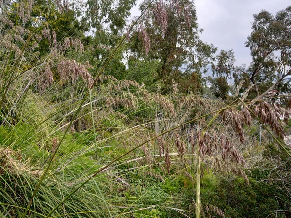 Ampelodesmos grass & reeds. uncultivated field