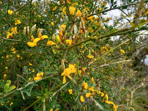 Close Yellow Flowers Spiny Broom Calicotome Villosa — Photo