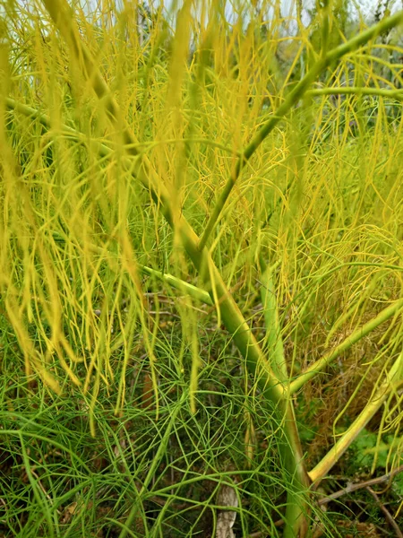 Fennel Plant Foeniculum Vulgare — Photo