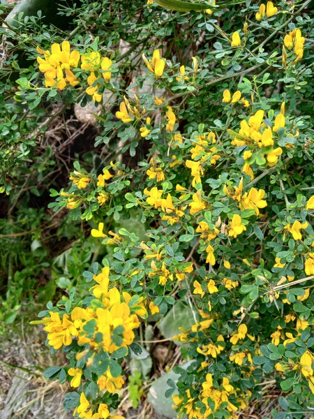 Beautiful Yellow Flowers Spiny Broom Calicotome Villosa — Foto Stock