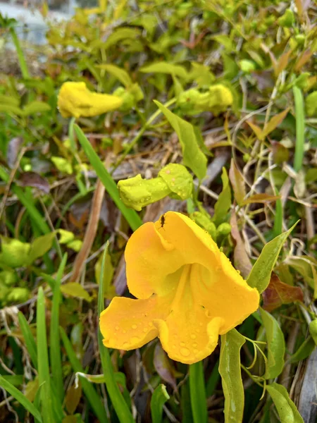 Yellow Wildflower Dolichandra — Stock fotografie